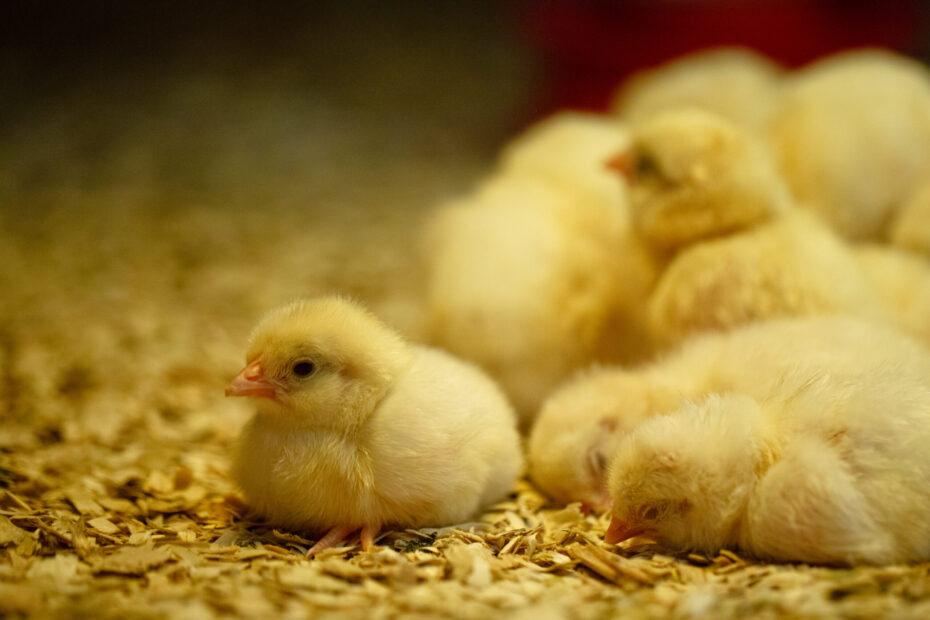 Understanding the Long-Term Effects of Mycotoxin Illness