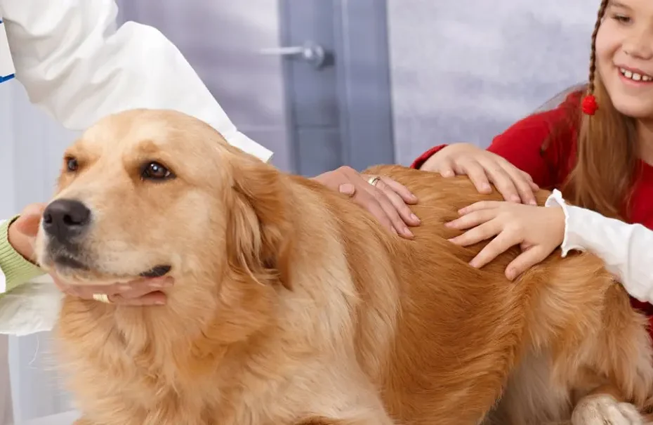 What Is The Golden Rule of Pain Management
