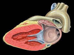 The Role of Echocardiograms in Heart Disease Prevention