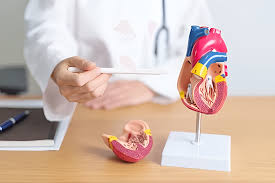 What To Expect When Visiting a Heart Doctor for the First Time